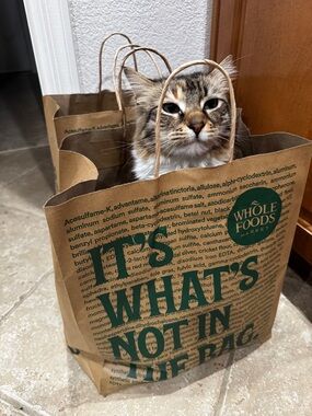 Cat in a Bag
